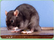rat control Dorchester