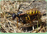 wasp control Dorchester